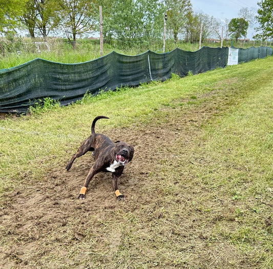 Athletic Dog Training App 🏆