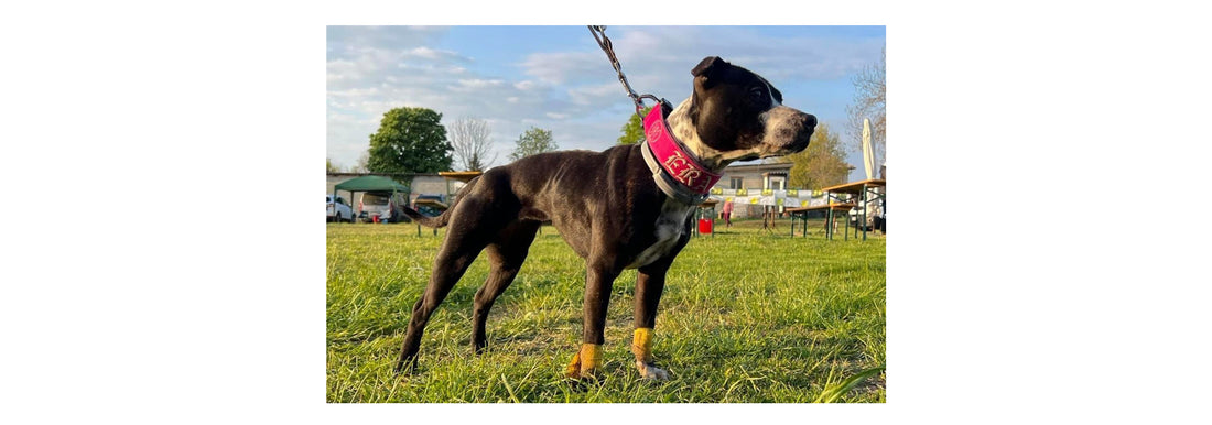 Il Riposo Muscolare del Cane Sportivo